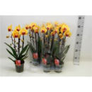 Phalaenopsis "Cascade" apricot