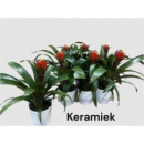 Guzmania 'Punta' mit Übertopf