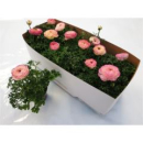 Ranunculus 'Sprinkles violett Bico'