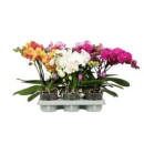 Phalaenopsis "Shorty" 2 Rispen Mix