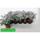 Senecio maritima