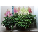 Astilbe arendsii