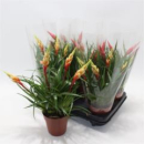 Vriesea 'Astrid' mix