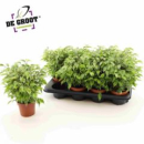 Ficus 'Kinky' grün/weiß