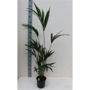 Howea forsteriana