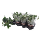 Scindapsus pictus 'Trebie'
