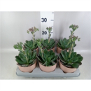 Echeveria 'Blue Prince' im Übertopf