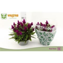 Celosia spic. Schale