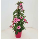 Thunbergia alata Pyramide rosa