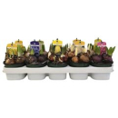 Zwiebelblumen Mix Palette