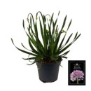 Allium 'Millenium'
