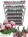 Tulpe rosa gefranst "Queensland"