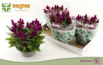 Celosia spic. Schale