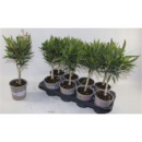 Nerium oleander Stämmchen