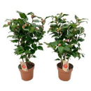 Camellia japonica 'Dr King'