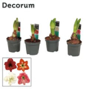 Hippeastrum Kolibri Mix 2 Triebe