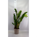 Zamioculcas zamiifolia