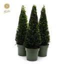 Taxus Pyramide