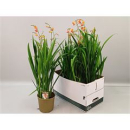 Crocosmia 'Carmine Brilliant'