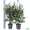 Camellia japonica rosa