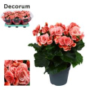 Begonia elatior rosa-weiß