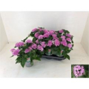 Pentas lanceolata flieder