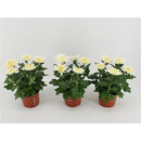Chrysanthemum 'Anastasia' White