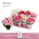 Poinsettia "Princettia" Mix