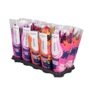 Celosia arg. Mix