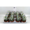 Haworthia fasciata 'Alba'