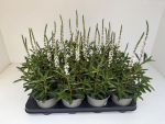 Lysimachia fortunei