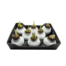 Wachsamaryllis weiß