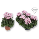 Cyclamen midi "Illusia"