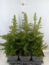 Picea abies "Little Norman"