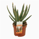Aloe Zebrina Dannyz