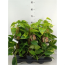 Epipremnum pinn. Moosstamm