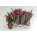 Calla pink