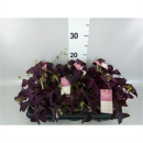Oxalis triangularis