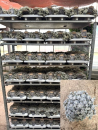 Orostachys
