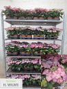 Hydrangea macr. flieder