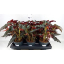 Begonia mac. 'Black Forest'