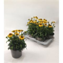Echinacea gelb