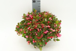 Gaultheria procumbens Schale