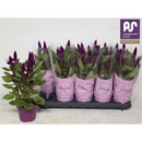 Celosia spic. 'Deep Purple'