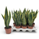 Sansevieria trifa. 'Laurentii'