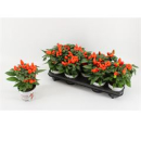 Capsicum annuum orange