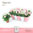 Rosa ' Infinity' Mix
