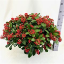 Skimmia jap. 'Beautiful'