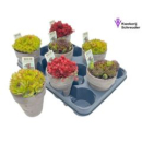 Sempervivum Mix im Tontopf
