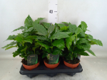 Coffea arabica
